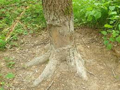 Atractant Mistret Gudron Kg - Articole de Vanatoare