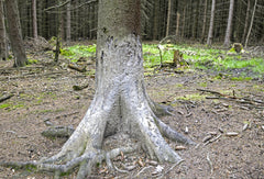 Atractant Mistret Gudron Kg - Articole de Vanatoare