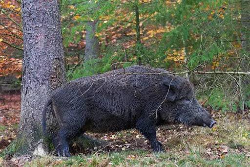 Atractant mistret Pherotar gudron feromon - Articole de Vanatoare