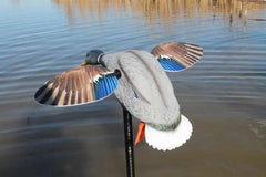 Atrapa rata electrica Mojo Mini Mallard Drake - Articole de Vanatoare
