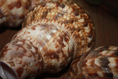 Chematoare cerb tip scoica Triton - Articole de Vanatoare