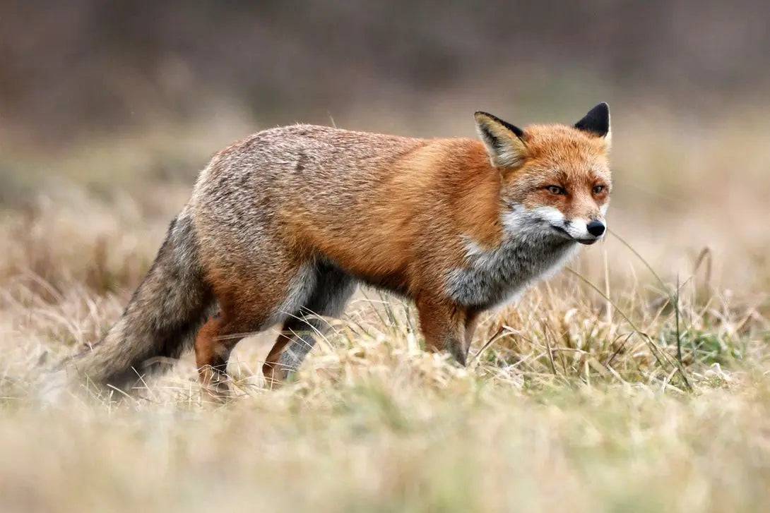 Chematoare rapitoare vulpe si sacal - Articole de Vanatoare