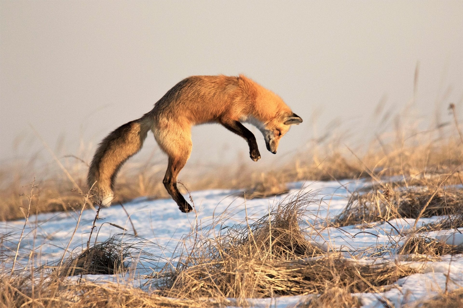 Chematoare Nordik Fox Heat vulpe si sacal - Articole de Vanatoare