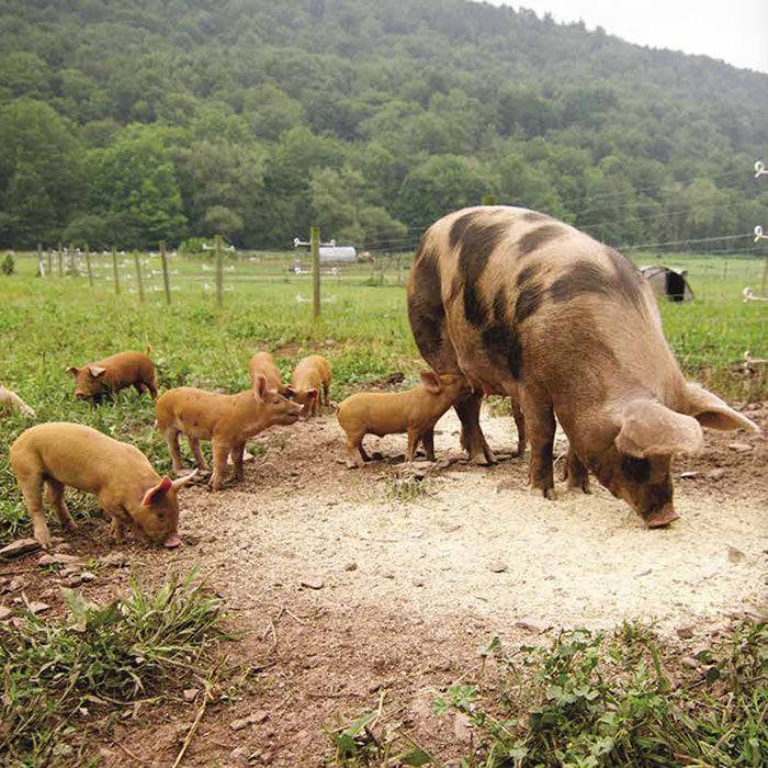 Hranitoare automata pasari si animale domestice - Articole de Vanatoare