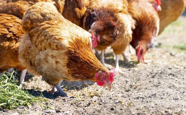 Hranitoare automata pasari si animale domestice - Articole de Vanatoare
