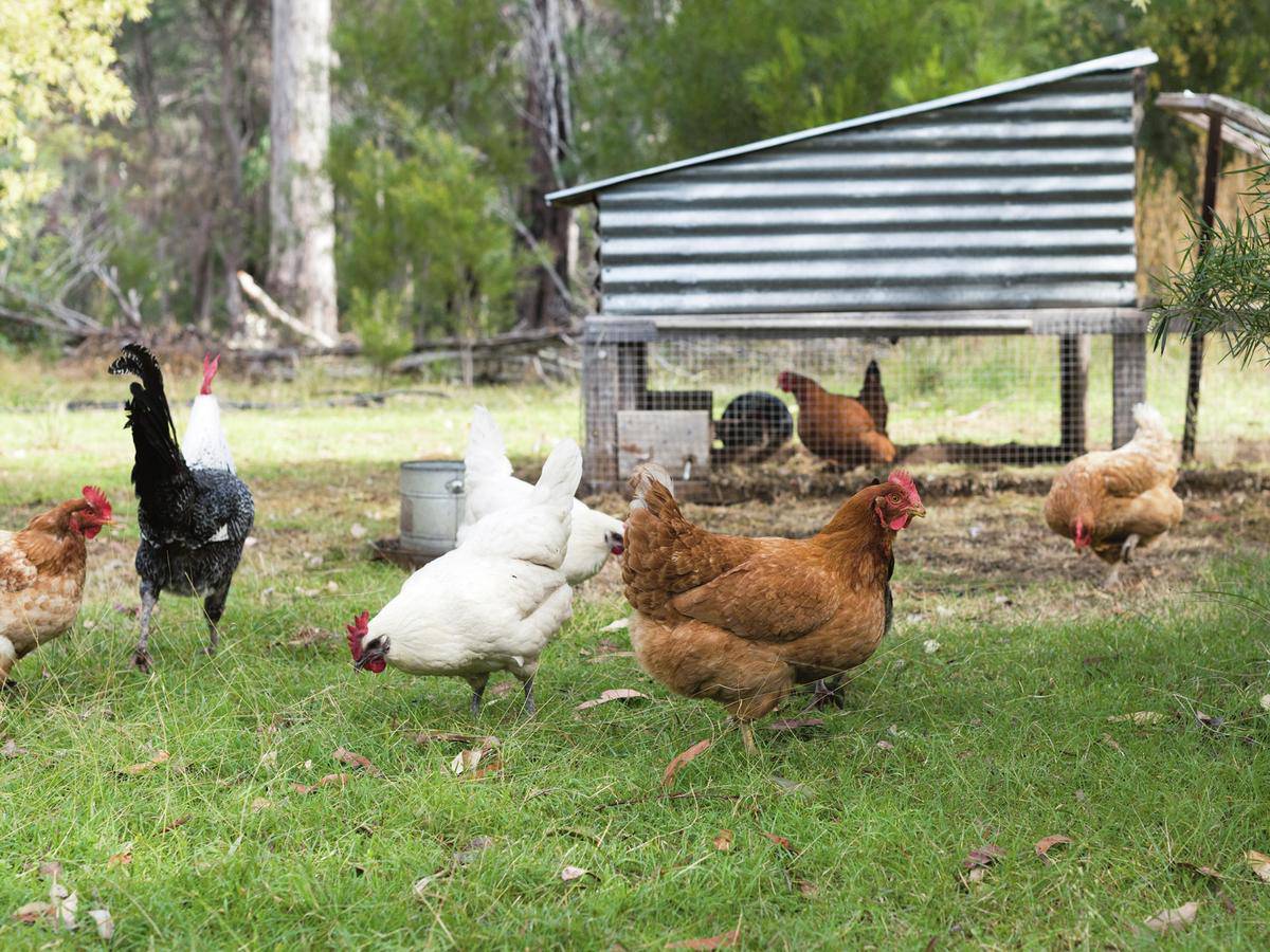 Hranitoare automata pasari si animale domestice - Articole de Vanatoare