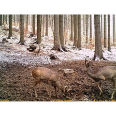 Resigilata Camera monitorizare UOVision UM535 2G - Articole de Vanatoare