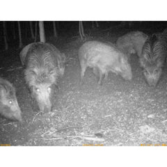 Resigilata Camera monitorizare UOVision UM595 2G - Articole de Vanatoare