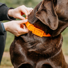 Zgarda HP culoare orange caini vanatoare - Articole de Vanatoare