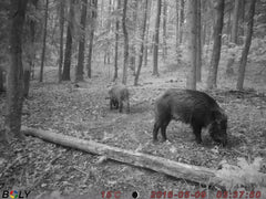 Camera monitorizare vanat Boly 12MP