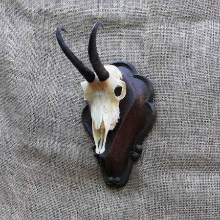 Panoplie Capra Neagra