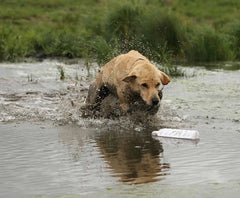 Aportabil Dresaj Caine HexaBumper