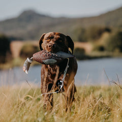 Aportabil Fazan pentru dresaj