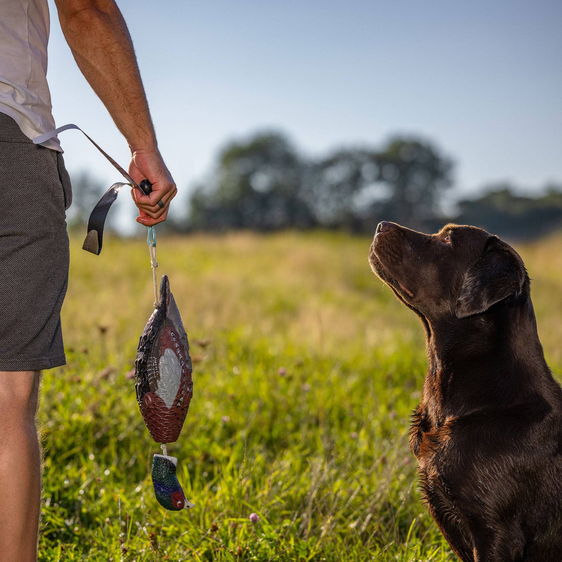 Aportabil Fazan pentru dresaj