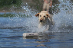 Aportabil Mare Dresaj Caine