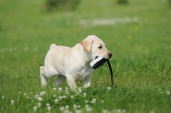 Aportabil Mic Canvas Dresaj Caine