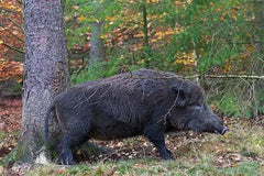 Atractant mistret Pherotar ( gudron + feromon)