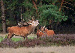 Chematoare Weisskirchen pentru Cerb
