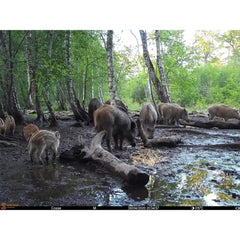 Camera Spromise S378C 24MP leduri nedetectabile 4G