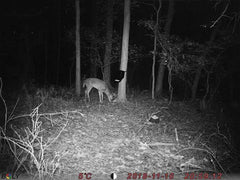 Camera cu senzor de miscare Boly BG310 27MegaPixeli Leduri Invizibile