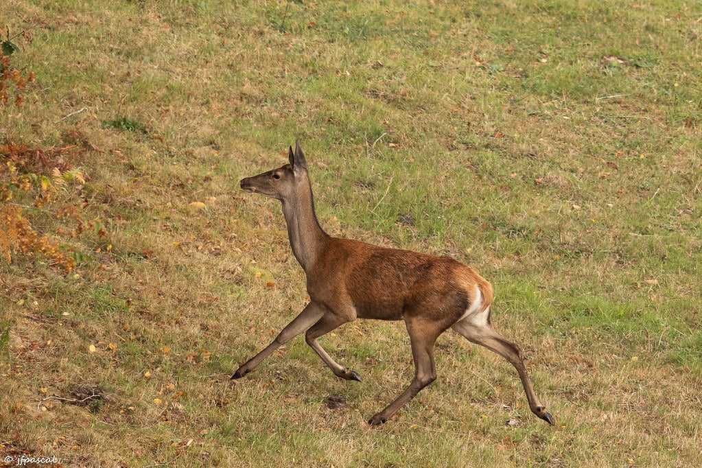 Chematoare ciuta  Nordik