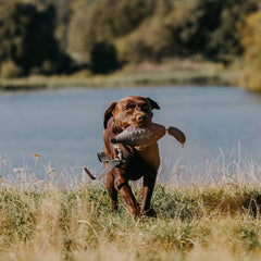 Aportabil Fazan dresaj - Articole de Vanatoare