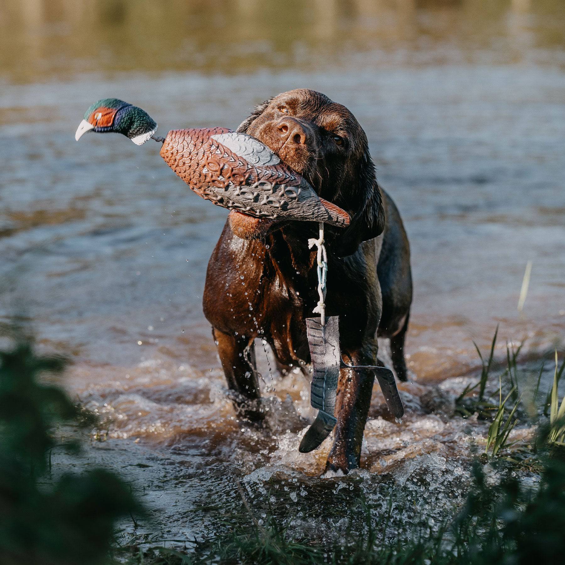 Aportabil Fazan dresaj - Articole de Vanatoare