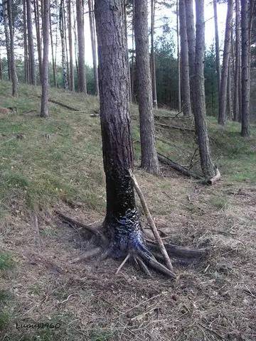 Atractant mistret Gudron KG - Articole de Vanatoare