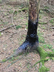 Atractant Mistret Gudron 10 Kg - Articole de Vanatoare