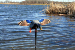 Atrapa rata electrica Mojo Mini Mallard Drake - Articole de Vanatoare