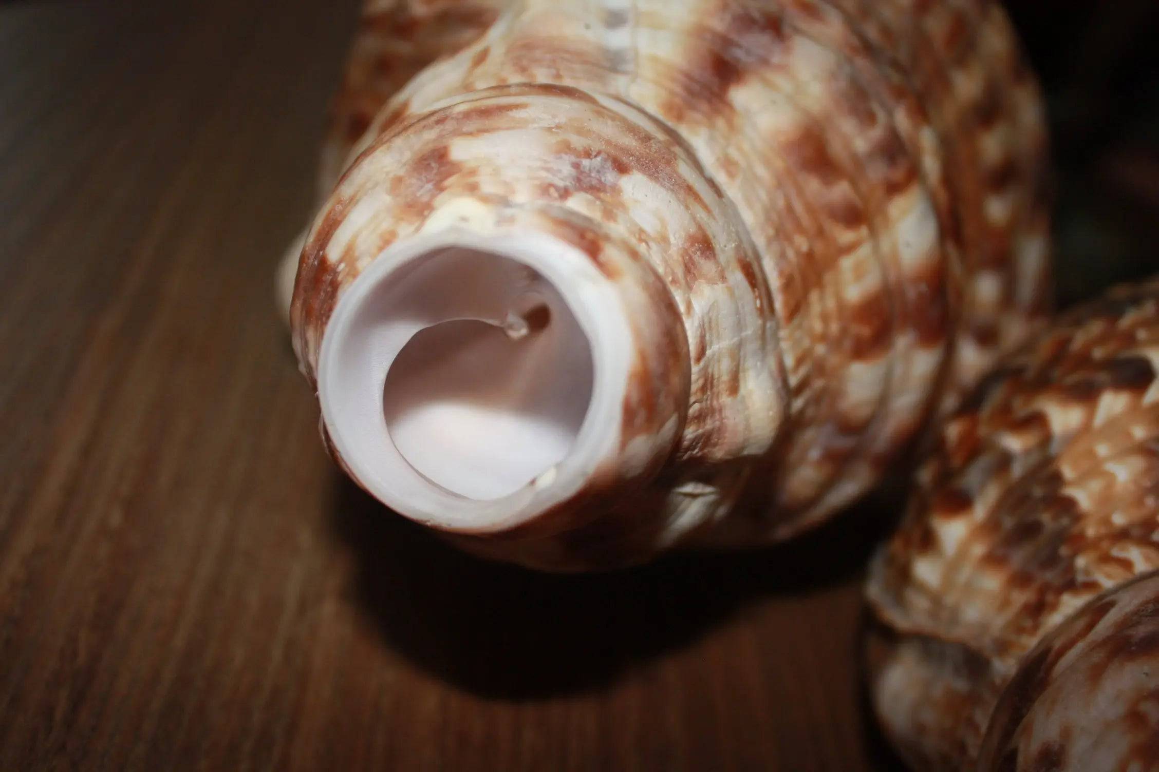 Chematoare cerb tip scoica Triton - Articole de Vanatoare