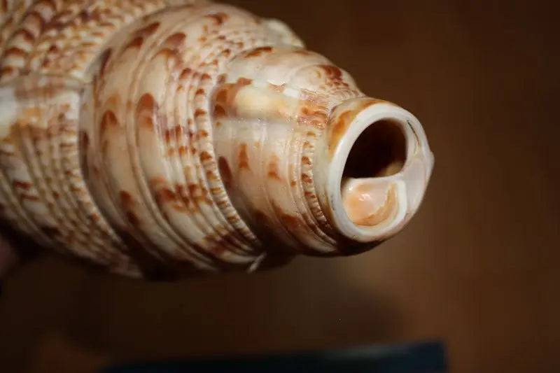 Chematoare cerb tip scoica Triton - Articole de Vanatoare