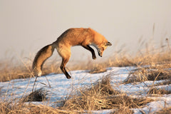 Chematoare Nordik Fox Heat vulpe si sacal - Articole de Vanatoare